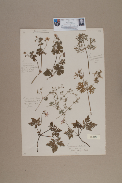 NHM_HH_19.45-2010 image NHM_HH_19.45-2010