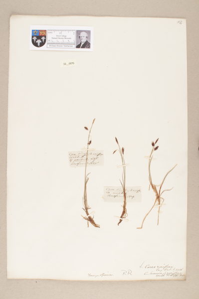 NHM_HH_33.76-2010 image NHM_HH_33.76-2010