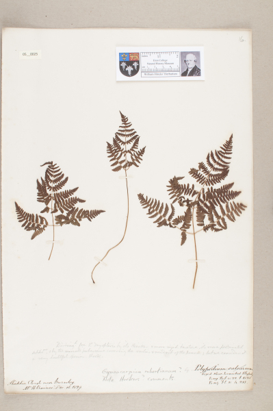 NHM_HH_5.25-2010 image NHM_HH_5.25-2010