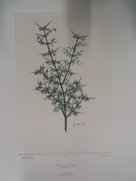 image FDA-E.2916_21_6-2016-A