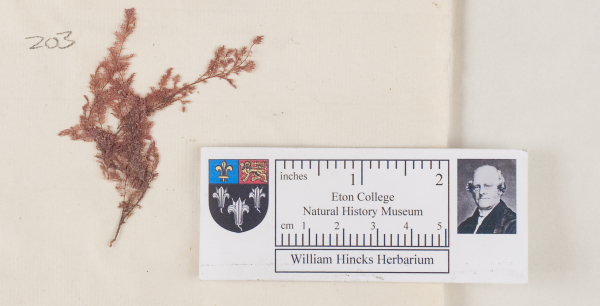 NHM_HH_1.203-2010 image NHM_HH_1.203-2010