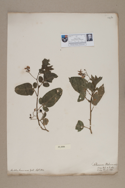 NHM_HH_20.6-2010 image NHM_HH_20.6-2010