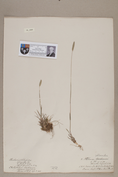 NHM_HH_35.104-2010 image NHM_HH_35.104-2010