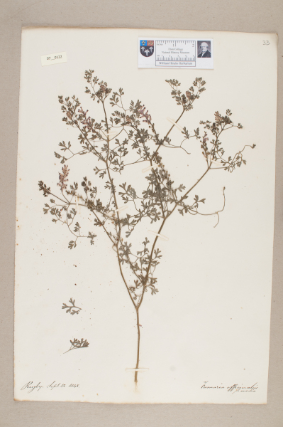 image NHM_HH_7.122-2010