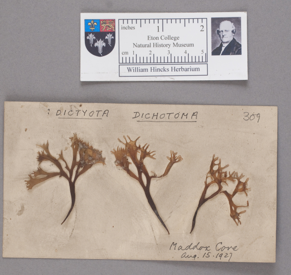 NHM_HH_1.309-2010 image NHM_HH_1.309-2010