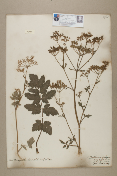 NHM_HH_22.34-2010 image NHM_HH_22.34-2010