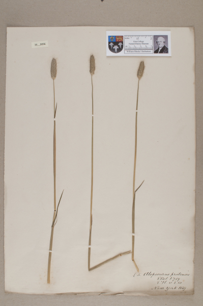 NHM_HH_35.96-2010 image NHM_HH_35.96-2010