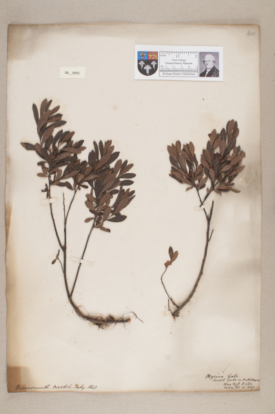 NHM_HH_8.1-2010 image NHM_HH_8.1-2010