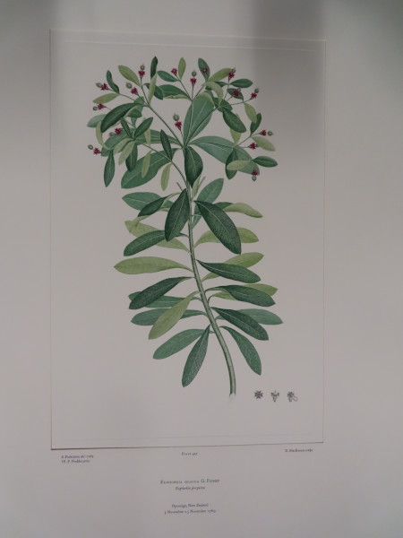 image FDA-E.2916_26_12-2016