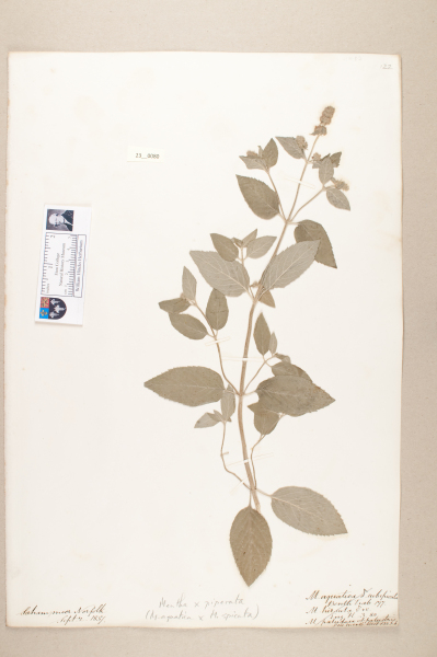 NHM_HH_23.80-2010 image NHM_HH_23.80-2010