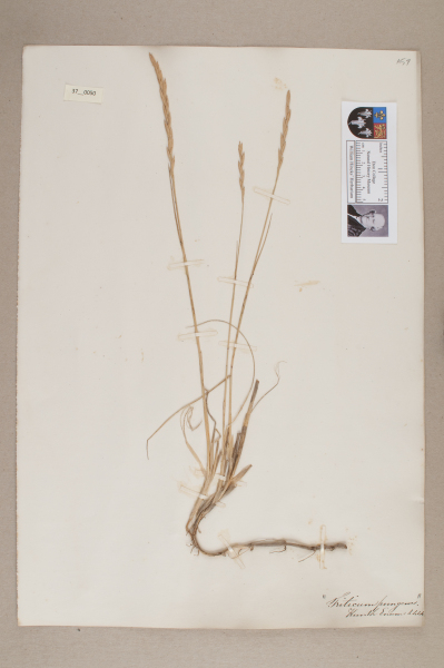 NHM_HH_37.50-2010 image NHM_HH_37.50-2010