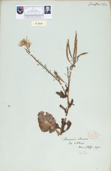 NHM_HH_11.115-2010 image NHM_HH_11.115-2010