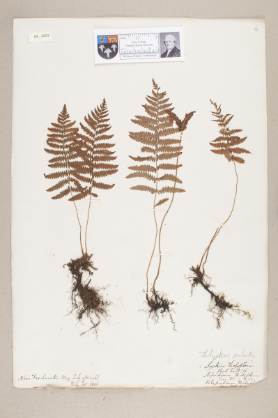 NHM_HH_4.31-2010 image NHM_HH_4.31-2010