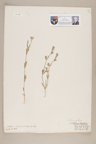 NHM_HH_9.95-2010 image NHM_HH_9.95-2010