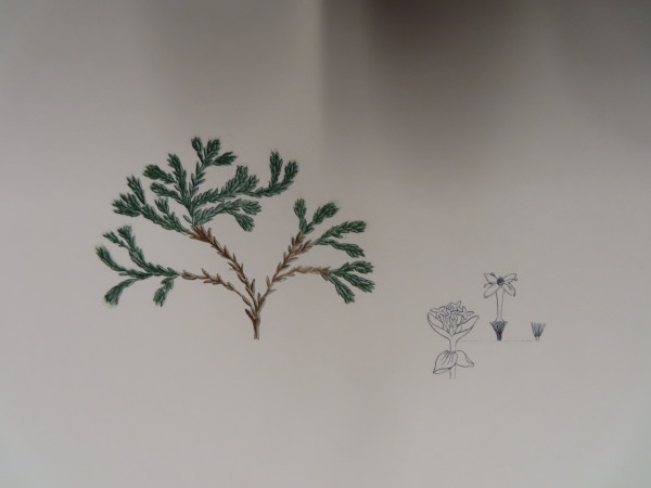 image FDA-E.2916_34_10-2016-A