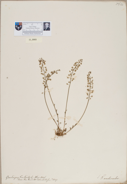 NHM_HH_11.83-2010 image NHM_HH_11.83-2010