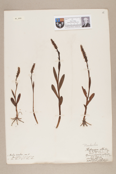 NHM_HH_40.36-2010 image NHM_HH_40.36-2010