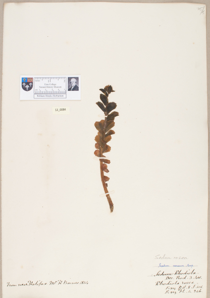 NHM_HH_12.84-2010 image NHM_HH_12.84-2010