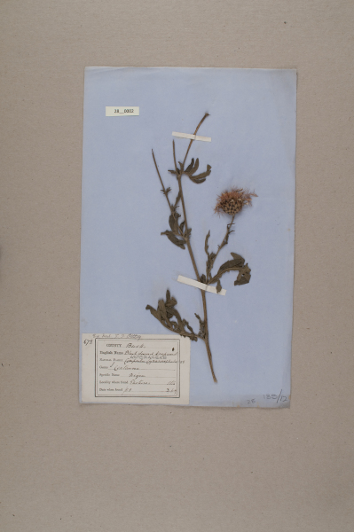 NHM_HH_28.2-2010 image NHM_HH_28.2-2010