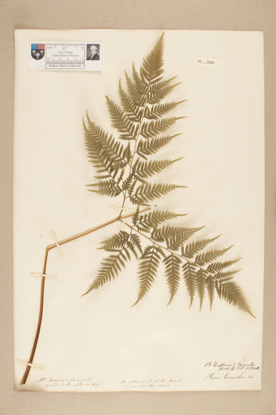 NHM_HH_41.162-2010 image NHM_HH_41.162-2010