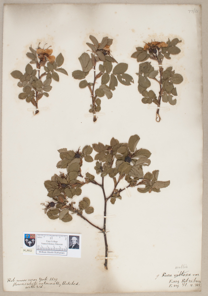 NHM_HH_14.12-2010 image NHM_HH_14.12-2010