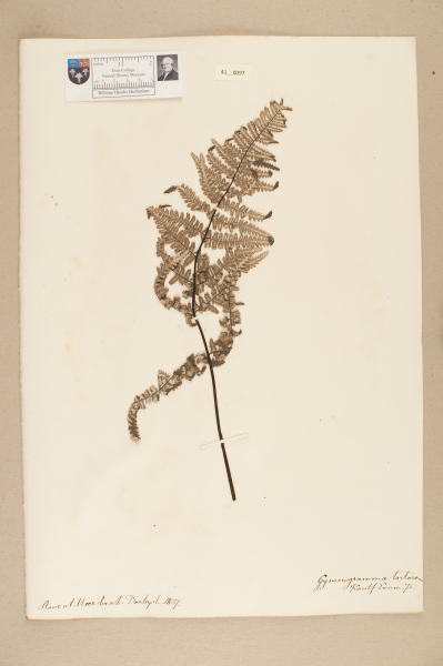 image NHM_HH_41.97-2010