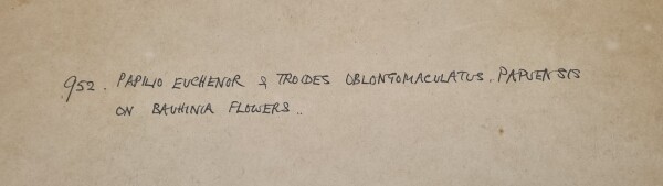 FDA-D.1787-2025-C image FDA-D.1787-2025-C