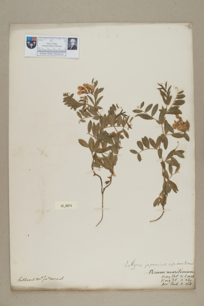 NHM_HH_15.71-2010 image NHM_HH_15.71-2010