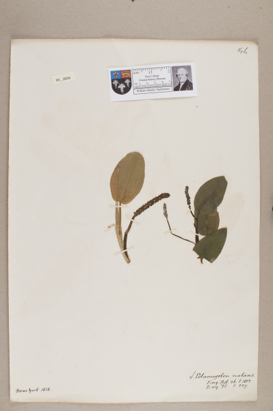 NHM_HH_30.26-2010 image NHM_HH_30.26-2010