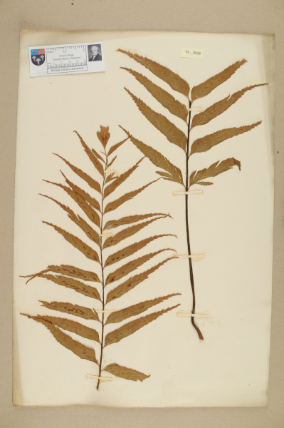 NHM_HH_42.39-2010 image NHM_HH_42.39-2010