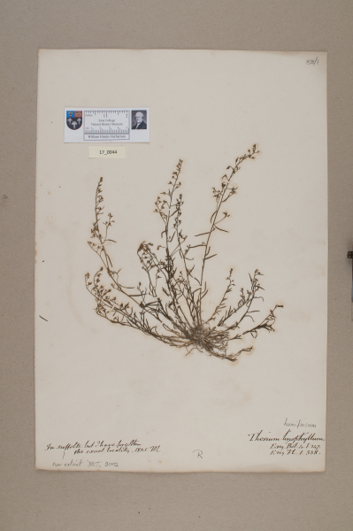 NHM_HH_17.44-2010 image NHM_HH_17.44-2010