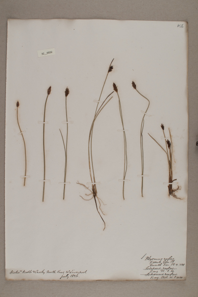 NHM_HH_32.33-2010 image NHM_HH_32.33-2010