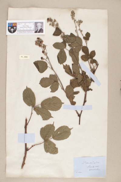 NHM_HH_43.40-2010 image NHM_HH_43.40-2010