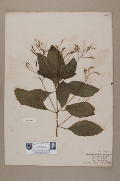 NHM_HH_19.54-2010 image NHM_HH_19.54-2010