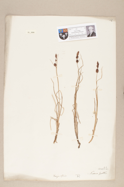 NHM_HH_33.86-2010 image NHM_HH_33.86-2010