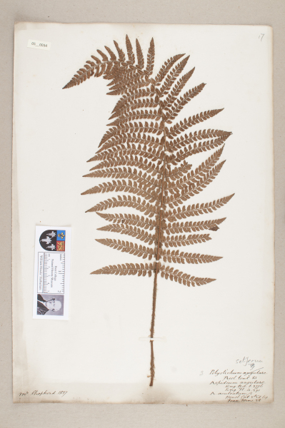 image NHM_HH_5.34-2010