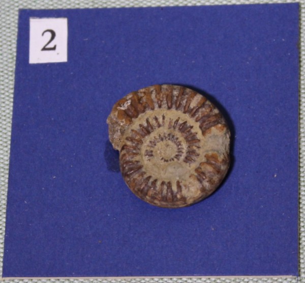 NHM.463-2017 image NHM.463-2017