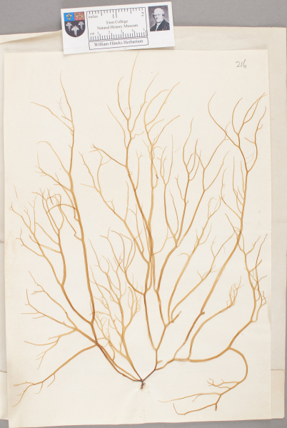 NHM_HH_1.216-2010 image NHM_HH_1.216-2010