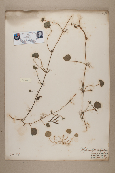 NHM_HH_21.1-2010 image NHM_HH_21.1-2010