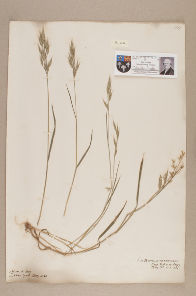 NHM_HH_35.113-2010 image NHM_HH_35.113-2010