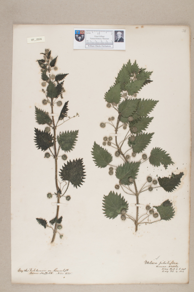 NHM_HH_7.131-2010 image NHM_HH_7.131-2010