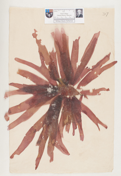 NHM_HH_1.317-2010 image NHM_HH_1.317-2010