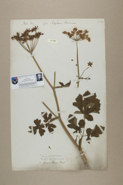 NHM_HH_22.43-2010 image NHM_HH_22.43-2010