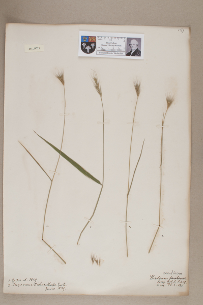 NHM_HH_36.15-2010 image NHM_HH_36.15-2010