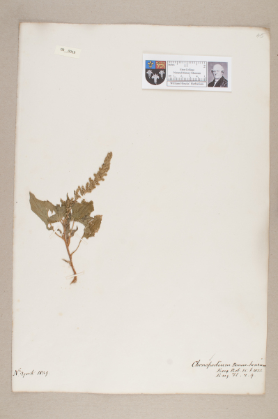 NHM_HH_8.19-2010 image NHM_HH_8.19-2010