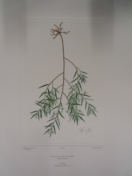 FDA-E.2916_26_17-2016 image FDA-E.2916_26_17-2016