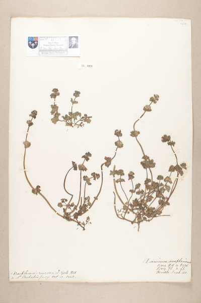 NHM_HH_23.9-2010 image NHM_HH_23.9-2010