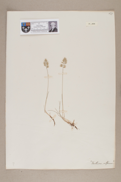 NHM_HH_37.6-2010 image NHM_HH_37.6-2010