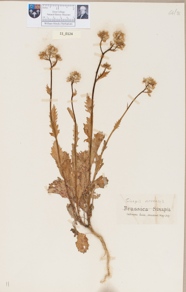 NHM_HH_11.124-2010 image NHM_HH_11.124-2010