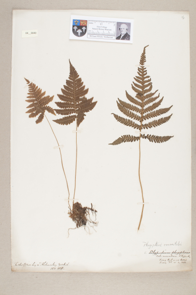 NHM_HH_4.40-2010 image NHM_HH_4.40-2010